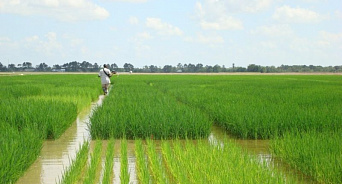 «Не допустим дефицита!» В Краснодарском крае готовы работать в условиях запрета до лета 2024 года на экспорт риса из страны