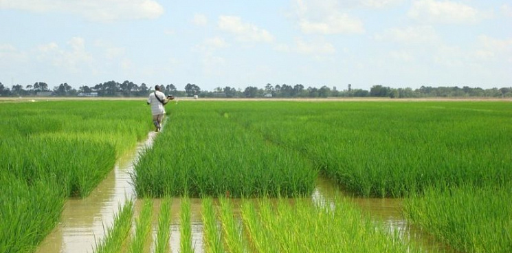 «Не допустим дефицита!» В Краснодарском крае готовы работать в условиях запрета до лета 2024 года на экспорт риса из страны