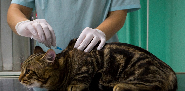 В России выпустят вакцину для животных от COVID-19
