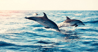 «Скушал, молодец!» В Анапе и Туапсе дельфины устроили охоту на рыб прямо среди отдыхающих в море — ВИДЕО