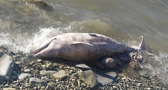 В Геленджике неизвестные выпотрошили дельфина и бросили на берегу - ВИДЕО