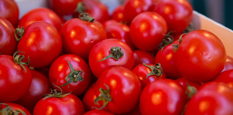 120 тонн заражённых томатов вернули из Новороссийска в Турцию и Египет