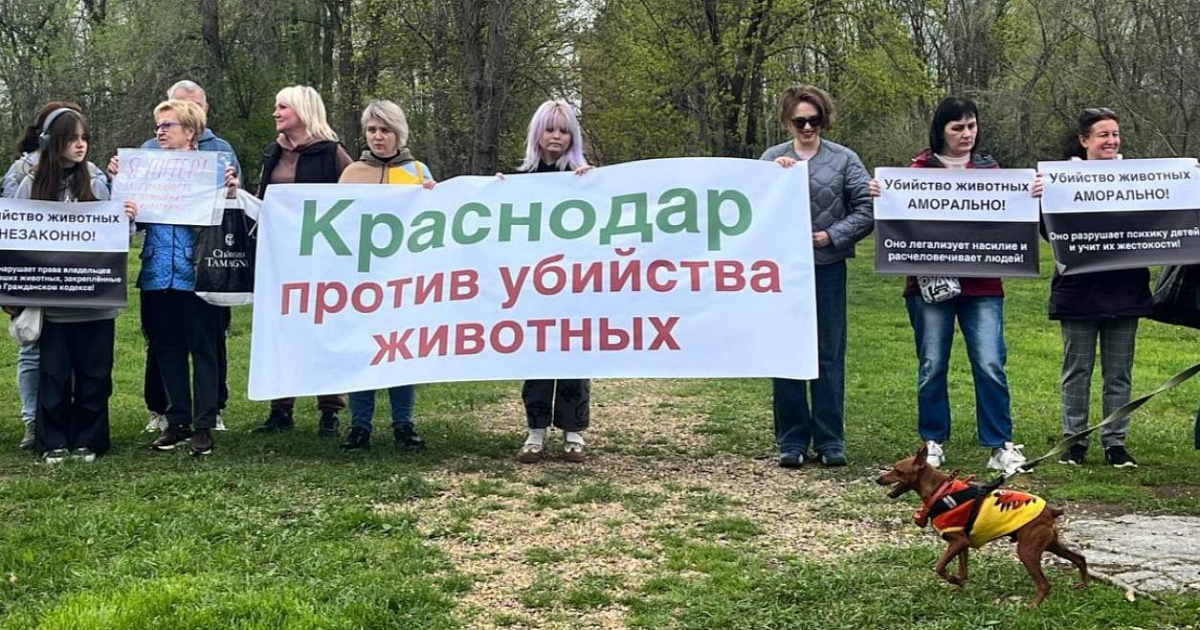 В Краснодаре провели пикет против законопроекта об эвтаназии бродячих собак