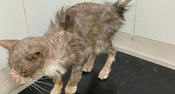 «Пусть подыхает в родных стенах!» Кубанская живодёрка ворвалась в ветклинику, где пытались спасти её кота, и выкрала умирающее животное – ВИДЕО