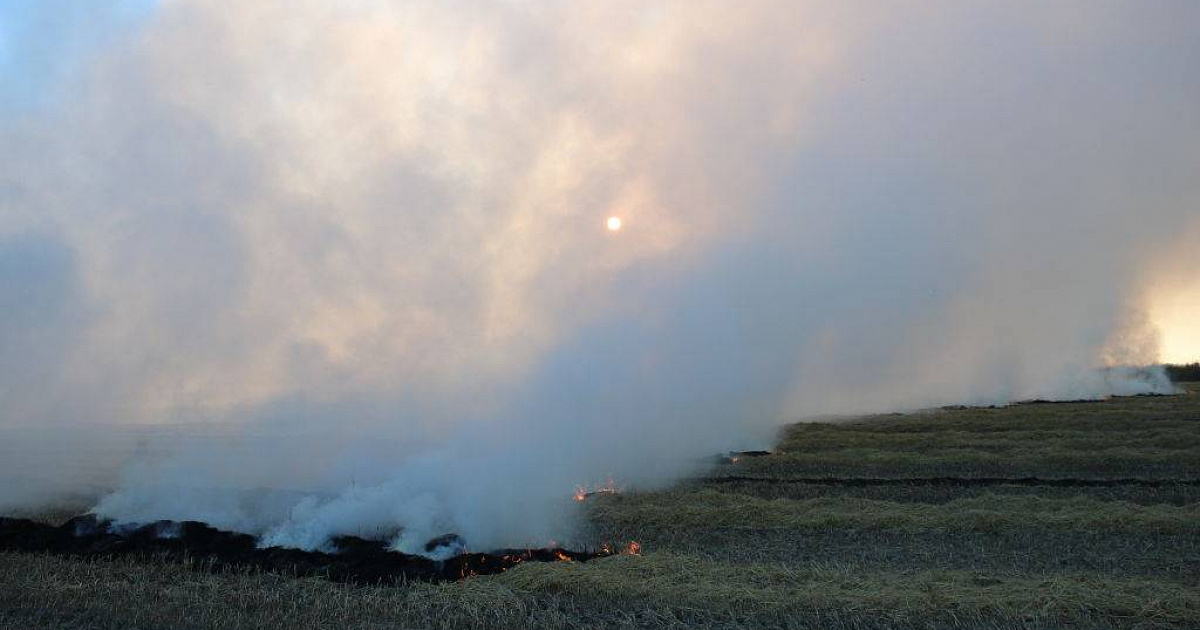 Экологи призвали запретить сжигание рисовой соломы на Кубани из-за опасного содержания химвеществ в воздухе