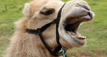 «Ты - верблюд позорный!» В барнаульском зоопарке появилась «доска позора» с павлином Сахарком и верблюдицей Викой
