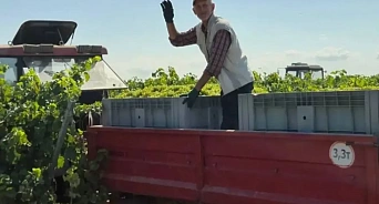 В Анапе аграрии собрали первые 4500 тонн винограда с площади в 400 гектаров