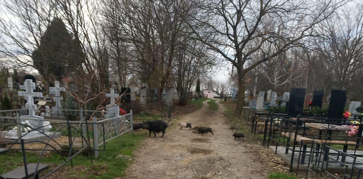«Ходят по могилам и гадят»: чёрные свиньи разгуливают по кладбищу в кубанском селе, а местная администрация не может найти управу на их хозяйку