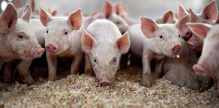 В Павловском районе Кубани в свиноферму вложили полтора миллиарда