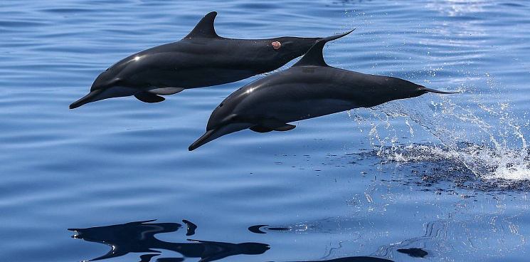 Дельфинов в Черном море возьмет под защиту новый надзорный орган 
