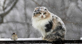 В Краснодарском крае 23 января пройдет сильный снегопад 