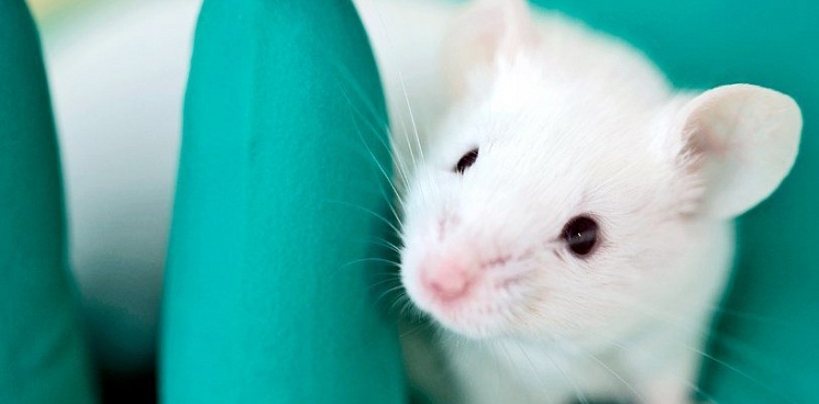 Крымский университет закупит 30 лабораторных мышей за 1 млн рублей