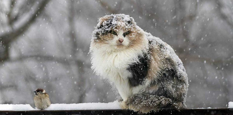 В Краснодарском крае 23 января пройдет сильный снегопад 