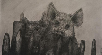Африканская чума свиней может вновь вспыхнуть на Кубани - главный ветврач