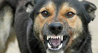 Стая бездомных собак напала на парня в Краснодаре, он едва отбился