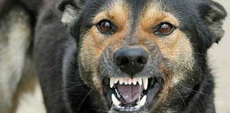 Стая бездомных собак напала на парня в Краснодаре, он едва отбился
