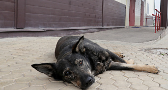 «Пока власти не решают вопрос с собаками, ими занимаются горожане!» В Краснодаре неизвестные отравили собаку, а ещё одного пса – зарубили топором: ВИДЕО