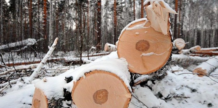 В Кабардино-Балкарии мужчина организовал вырубку леса на 5 млн рублей