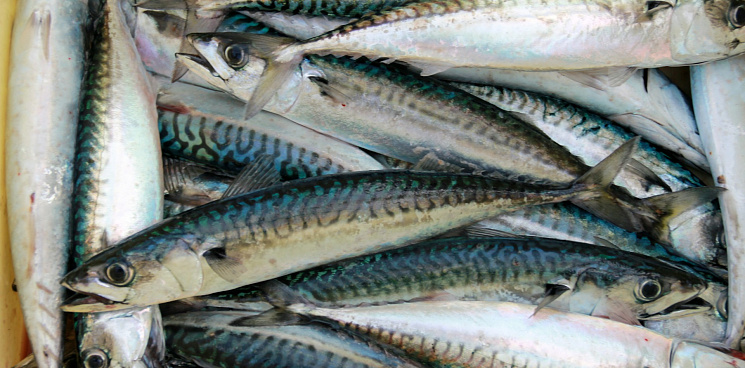 «Почему дорожает хамса?» Сбербанк хочет обанкротить кубанского рыбодобытчика