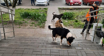 «Патрулируют улицы от аптеки до магазина и звереют по ночам»: в Новороссийске жители боятся стать жертвами стаи уличных собак