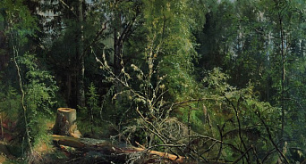 «Только щепки летят!» Два дерева упали в центре Краснодара во время ливня