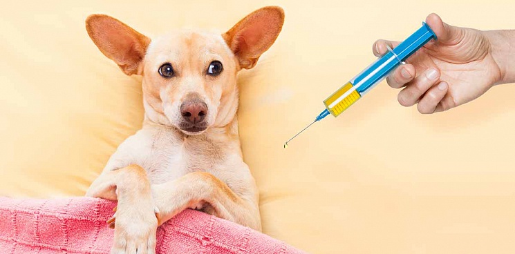 В России зарегистрирована первая в мире вакцина против COVID-19 у животных