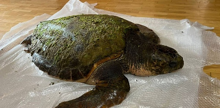 В Анапе нашли огромную черепаху, занесённую в Красную книгу