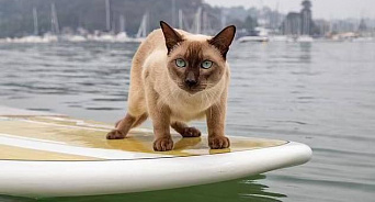 «Свой среди чужих»: в Австралии кот одержал победу в заплыве для собак