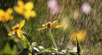Дождливая погода с грозами сохранится на территории Кубани 13 июля