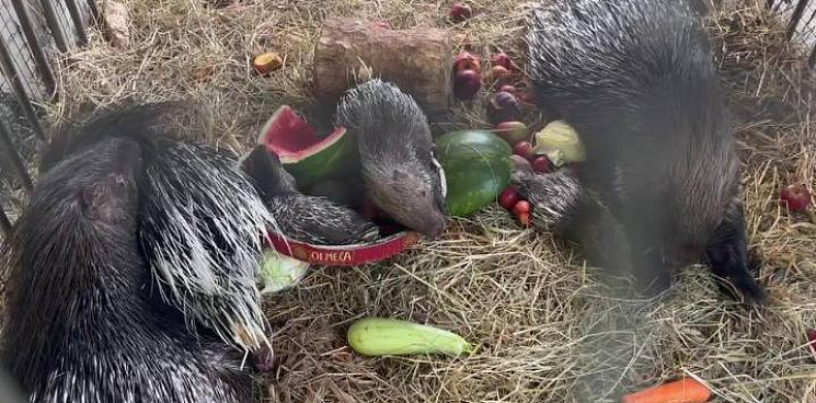«Сначала арбуз съели, а потом в нём же и поспали»: в Сети показали, как дикобразы из сочинского зоопарка спасаются от жары – ВИДЕО