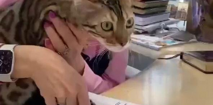 «Сенсация»: в Барнауле кошка заняла руководящую должность в одной из компаний - ВИДЕО