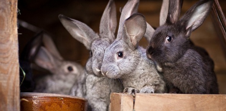 На Кубани фермеров подозревают в мошенничестве с субсидиями на кроликов