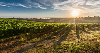 В рейтинг из 50 лучших винных хозяйств страны вошли 22 винодельни Кубани