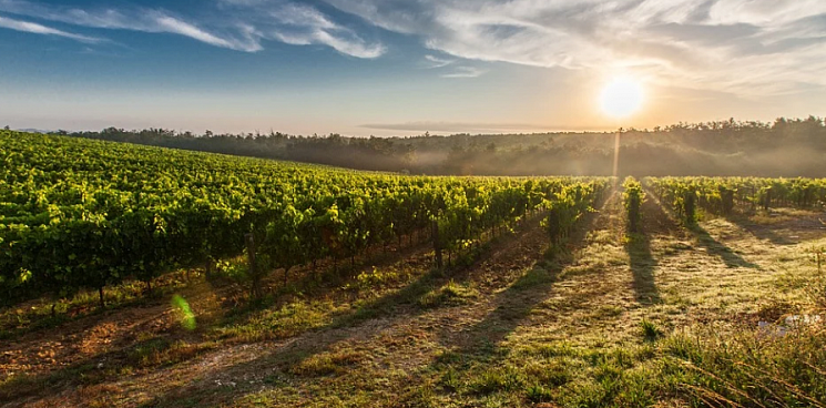 В рейтинг из 50 лучших винных хозяйств страны вошли 22 винодельни Кубани