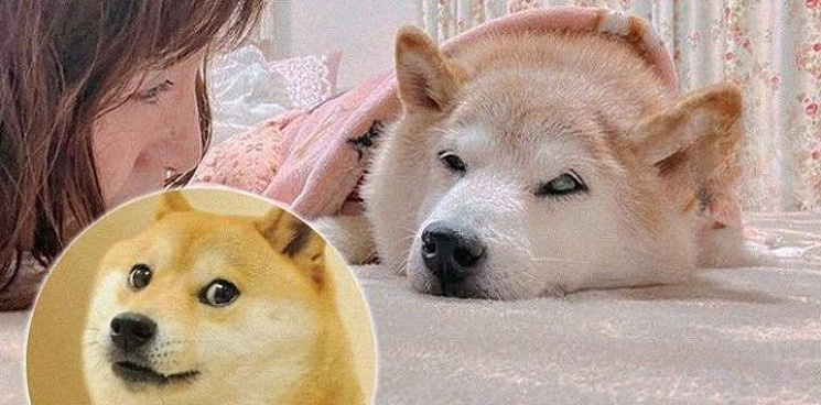 Собака из всемирно известного мема Doge серьёзно заболела и может умереть 