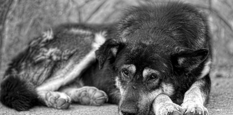 В Сочи хозяин хладнокровно забил свою собаку топором в «медицинских целях»