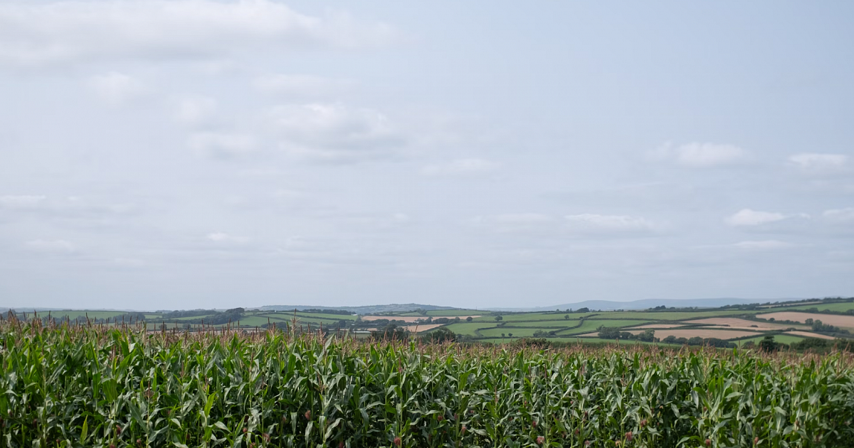 Из-за сильной засухи в 9 районах Кубани объявлен режим ЧС