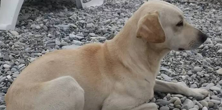 «Местные грозились отравить доброго собакена!» Псу погибшего в СВО бойца с Кубани нашли новый дом