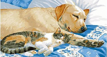 «Едва свою шкуру спасли»: на Кубань привезли кошек и собак из Херсонской области, пушистики нуждаются в лечении – ВИДЕО