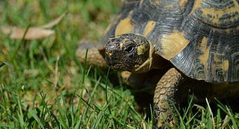 В национальном парке Сочи выпустили на свободу краснокнижную черепаху