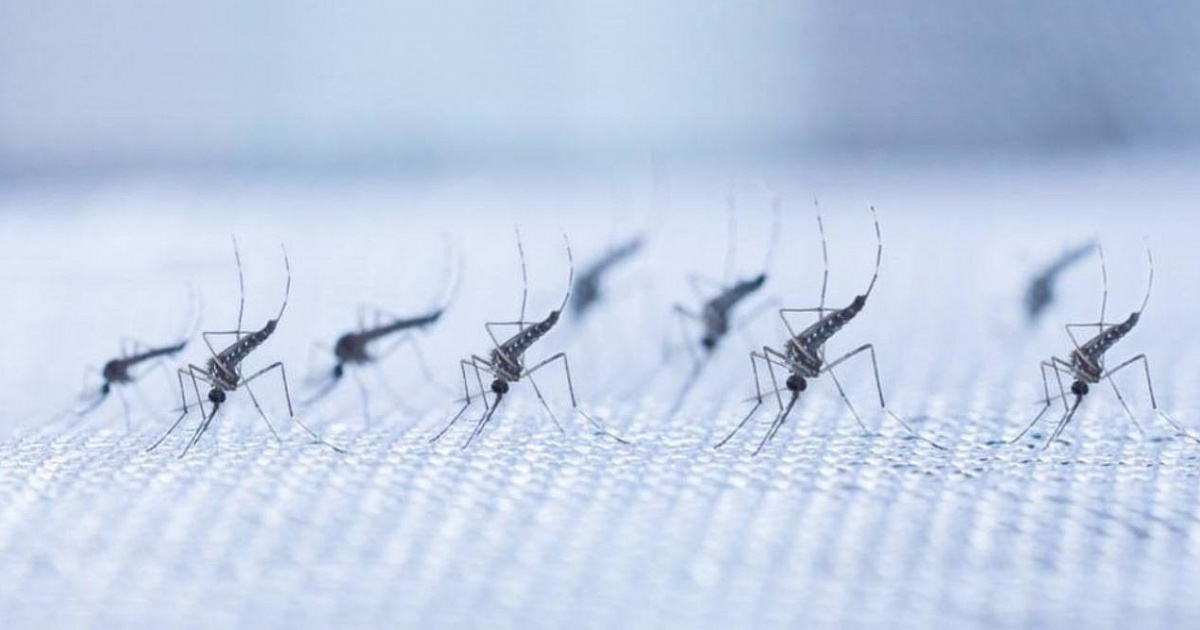 «Не мы такие, природа такая!» Власти Краснодара объяснили небывалое нашествие комаров этим летом