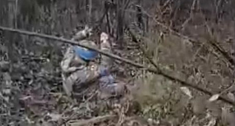 «Не бейте! Я беременная!» Русские солдаты спасли на передовой ВСУшницу в положении - Redacted