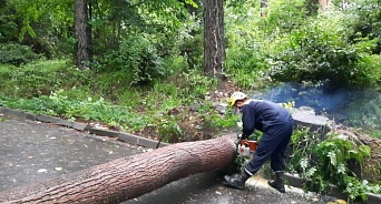 В Сочи ливень повалил дерево, из-за чего погиб один человек 