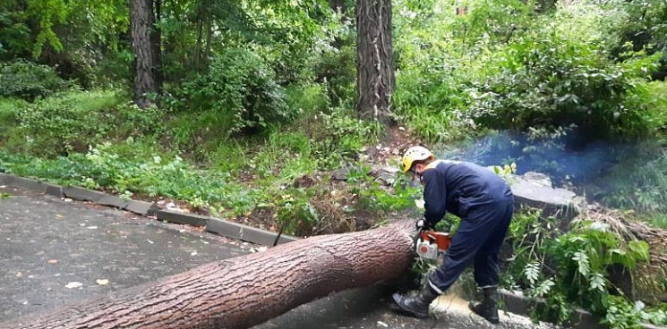 В Сочи ливень повалил дерево, из-за чего погиб один человек 
