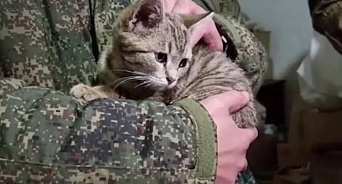 «Боня поёт для бойцов на передовой»: в зоне СВО кубанским военным снимает стресс фронтовая кошка