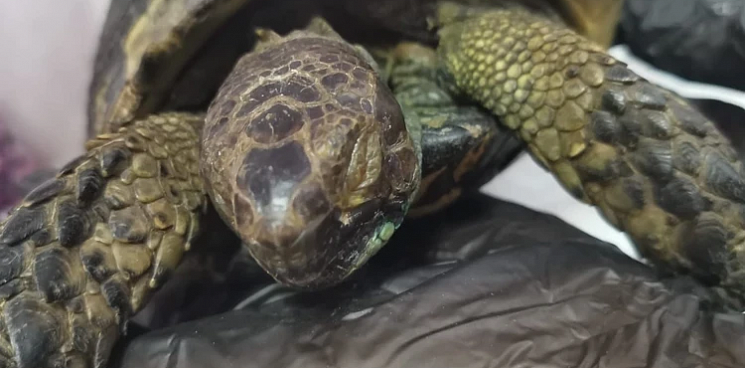 «Операция по спасению»: в Геленджике туристы помогли больной краснокнижной черепахе - ВИДЕО