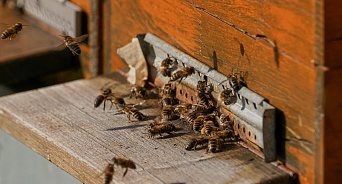 На Кубани зафиксирована массовая гибель пчёл