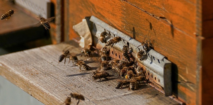 На Кубани зафиксирована массовая гибель пчёл