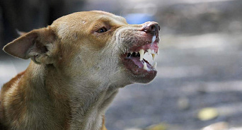 «Конкуренты виноваты!» в Краснодаре подрядчик мэрии по отлову собак назвал публикации об истощённых псах чушью 