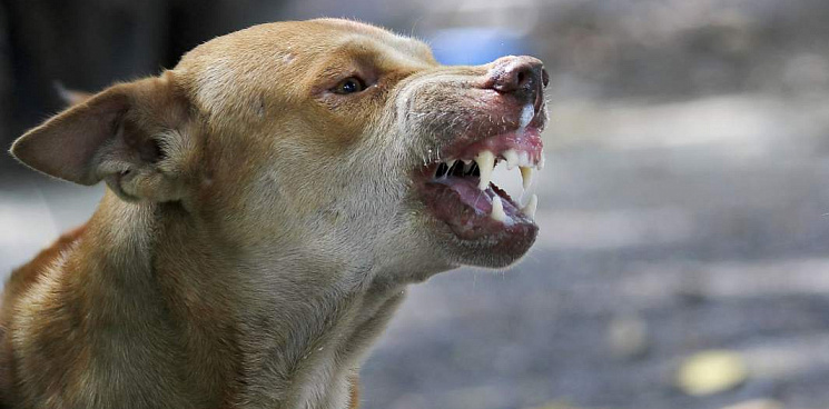 «Конкуренты виноваты!» в Краснодаре подрядчик мэрии по отлову собак назвал публикации об истощённых псах чушью 